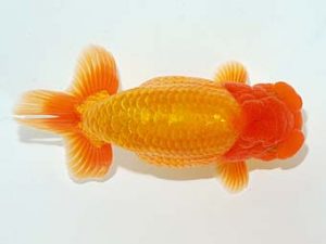 横浜観魚会 脇行司二　秋元和男