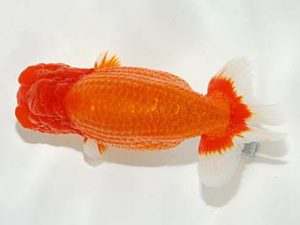 横浜観魚会　西大関　齋藤一成