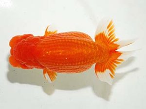 横浜観魚会　立行司　鈴木貴光