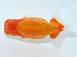 横浜観魚会　取締二　廣瀬孝信