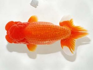 横浜観魚会 東関脇　高地成弥
