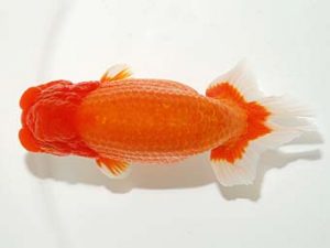横浜観魚会 西関脇　高地成弥