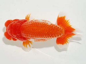 横浜観魚会 東小結　丸山克昌