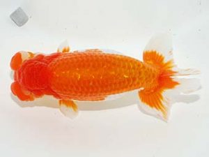 横浜観魚会 西小結　秋元和男