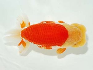 横浜観魚会　東大関　齋藤一成