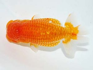 横浜観魚会 勧進元二　青木和久