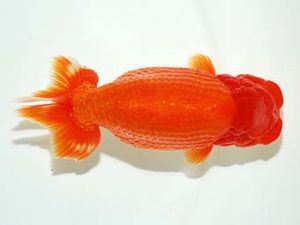 横浜観魚会 行司二　高津克人