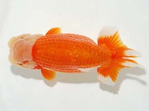横浜観魚会 行司三　金沢義秋