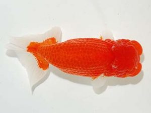 横浜観魚会 脇行司一　小池雅文