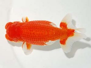 横浜観魚会 脇行司二　鈴木貴光