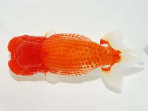横浜観魚会　西大関　齋藤一成