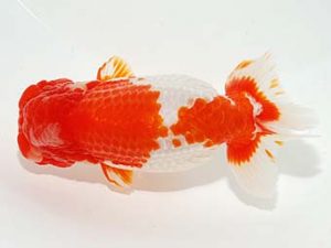横浜観魚会　立行司　篠　孝利