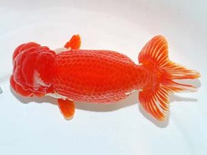 横浜観魚会　取締一　坂牧直哉
