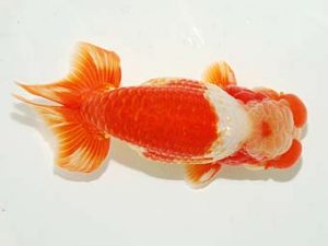 横浜観魚会　取締二　篠　孝利