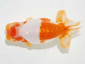 横浜観魚会 東関脇　秋元和男