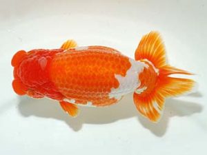 横浜観魚会 西関脇　目黒康弘