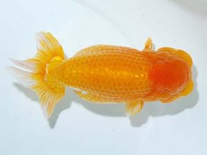 横浜観魚会 東小結　山下久雄