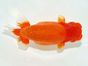 横浜観魚会 西小結　池田伸次