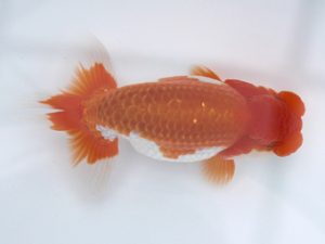 足柄　東大関　岡田　淳