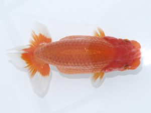 足柄　立行司　櫻井　彰