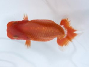 足柄　取締一　小山内　徹