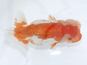 足柄　立行司　栃谷義寛