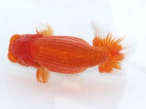 足柄　取締二　佐藤徳正