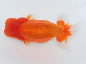 足柄　取締一　田代儀行