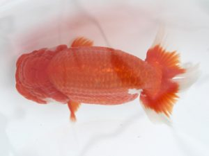 足柄　取締二　佐藤徳正