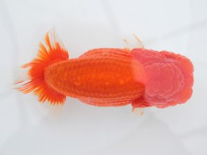 足柄　東大関　櫻井　彰