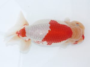 足柄　西大関　櫻井　彰