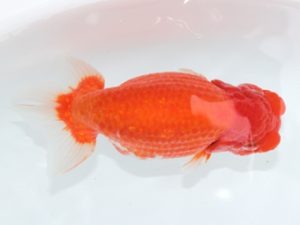 足柄　立行司　栃谷義寛