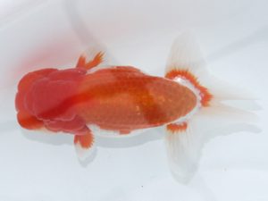 足柄　西大関　栃谷義寛