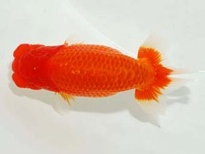 房総らんちう会　東大関　古川裕昭　千葉市中央区