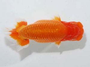 房総らんちう会 勧進元一 横山拓生　成田市