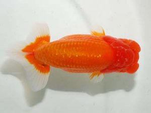 房総らんちう会 勧進元二　野島隆一　浦安市