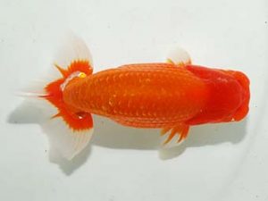 房総らんちう会 行司一　野島隆一　浦安市