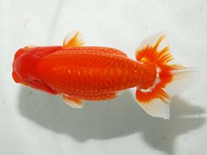 房総らんちう会 行司二　堀切輝雄　富津市