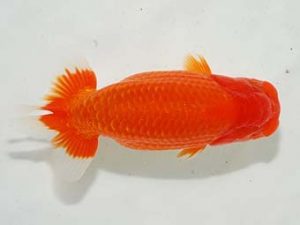 房総らんちう会 行司三　作本守聡　君津市