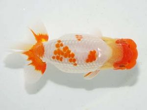 房総らんちう会 脇行司一　船宝　務　夷隅郡御宿町