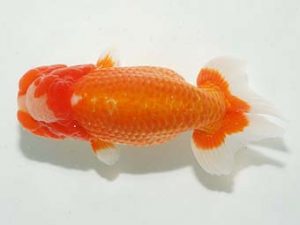 房総らんちう会 脇行司二　山内研作　富里市