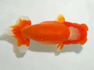 房総らんちう会　西大関　野島隆一　浦安市