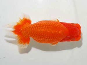 房総らんちう会　立行司　作本守聡　君津市