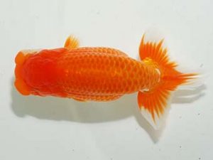 房総らんちう会　取締一　野上　清　鴨川市