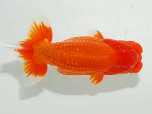 房総らんちう会 東関脇　鈴木靖夫　木更津市