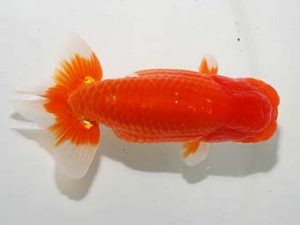 房総らんちう会 西関脇　堀切輝雄　富津市