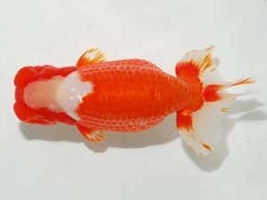 房総らんちう会　西大関　船宝　務　夷隅郡御宿町