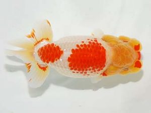 房総らんちう会　立行司　島野孝三　市川市