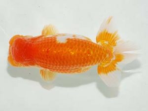 房総らんちう会　取締一　和田明男　富津市