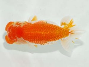 房総らんちう会　取締二　泉澤豊一　浦安市